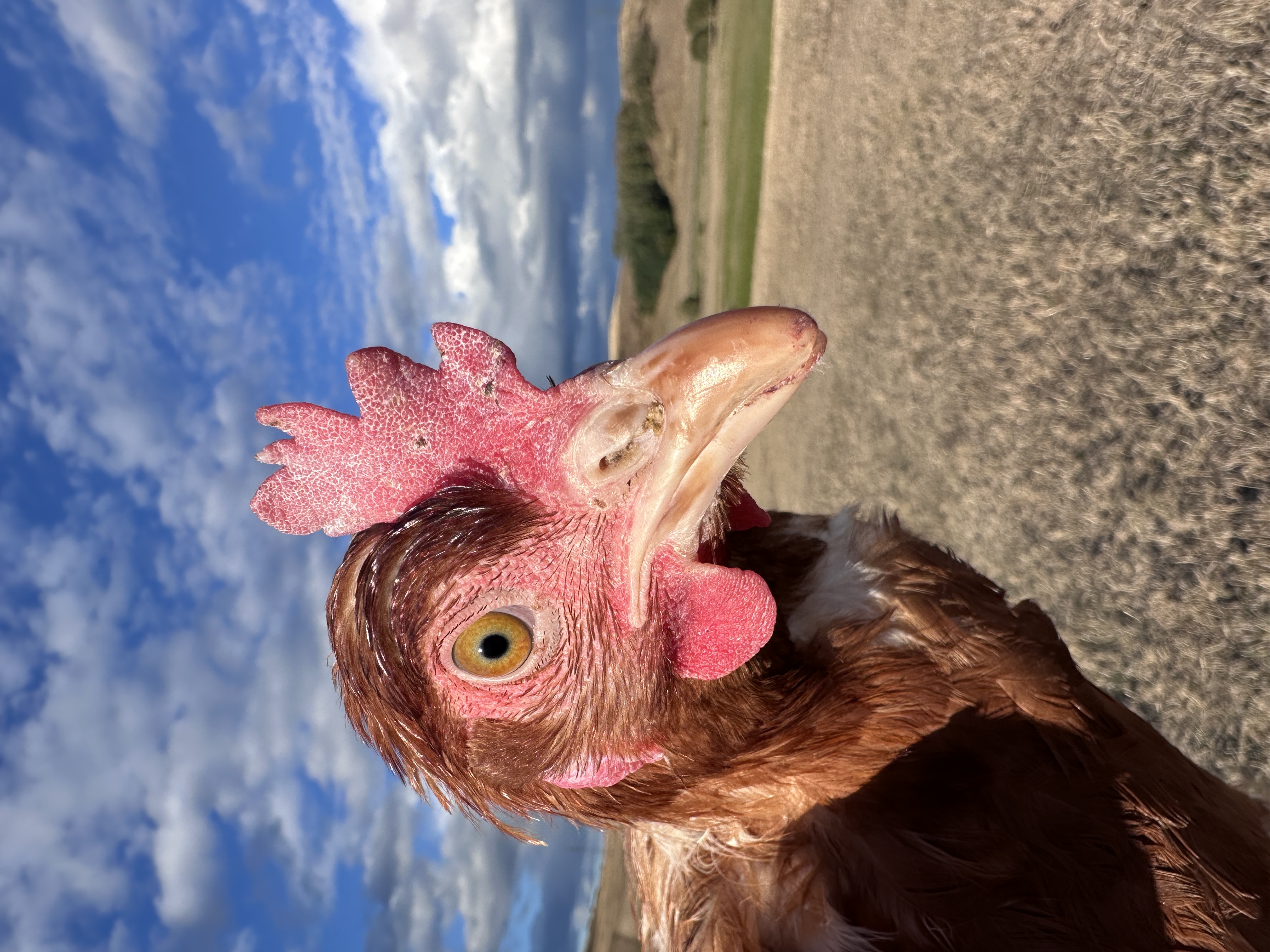 Photo of Puszedlike