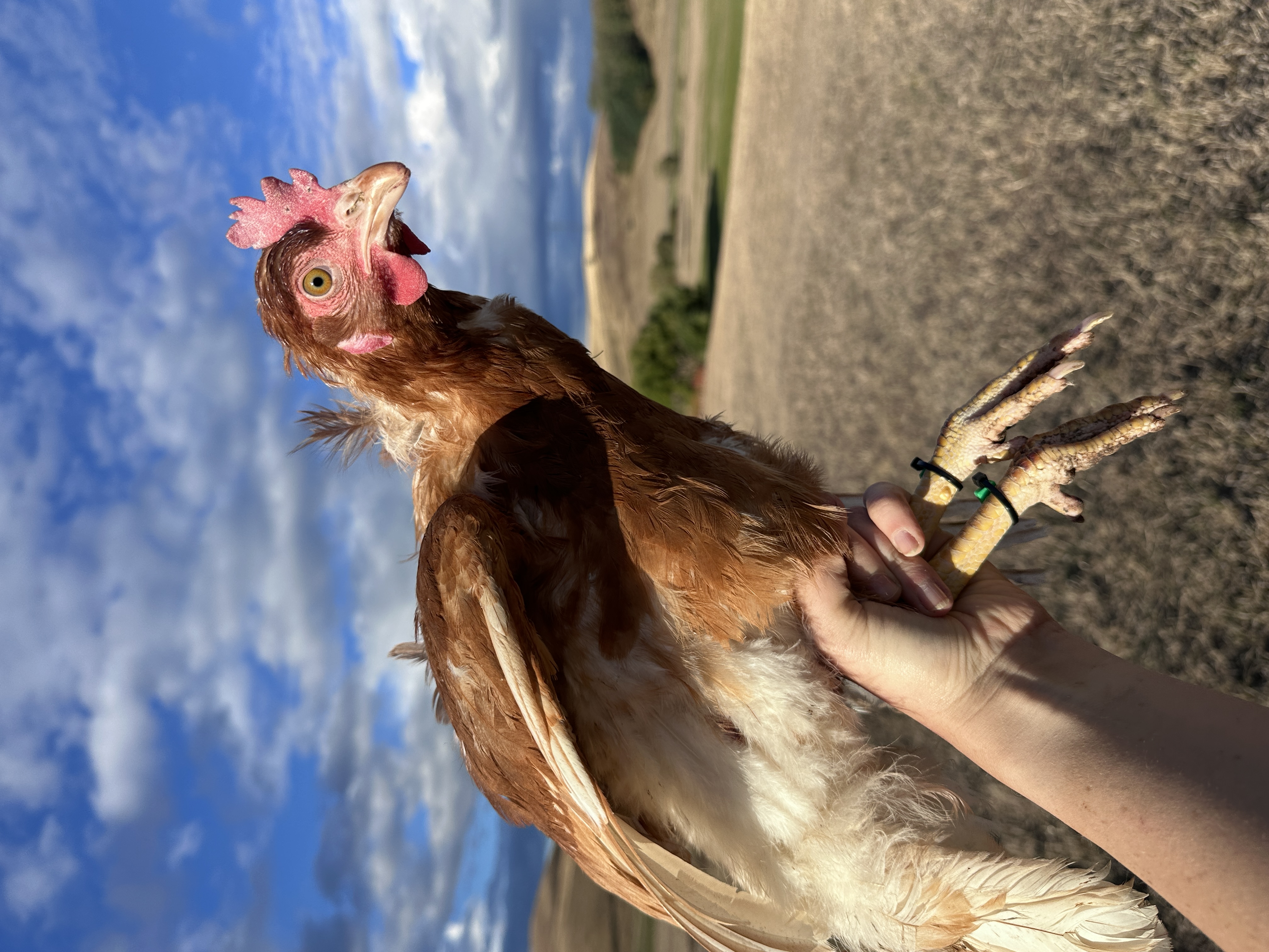 Photo of Puszedlike