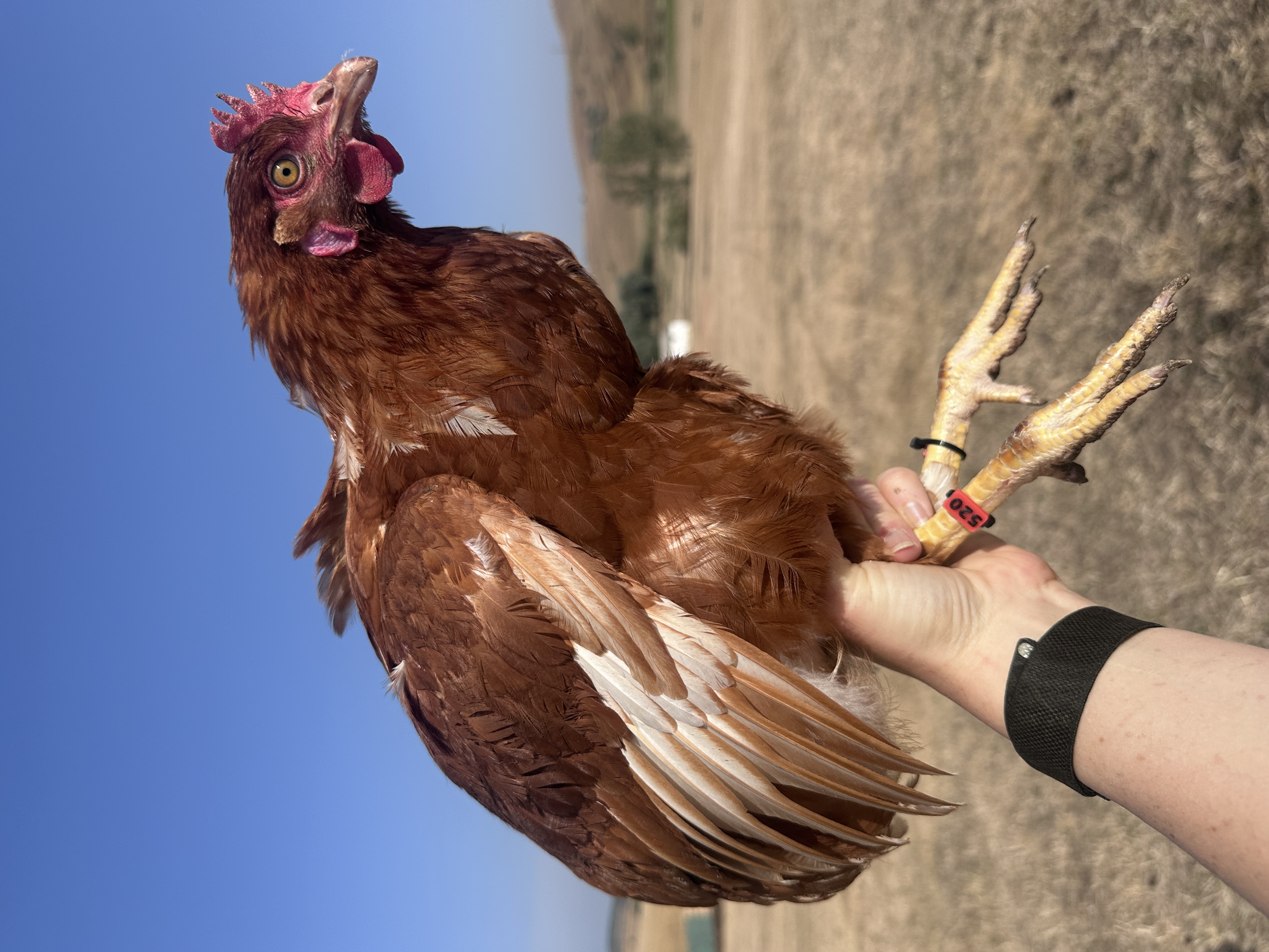 Photo of Ostya