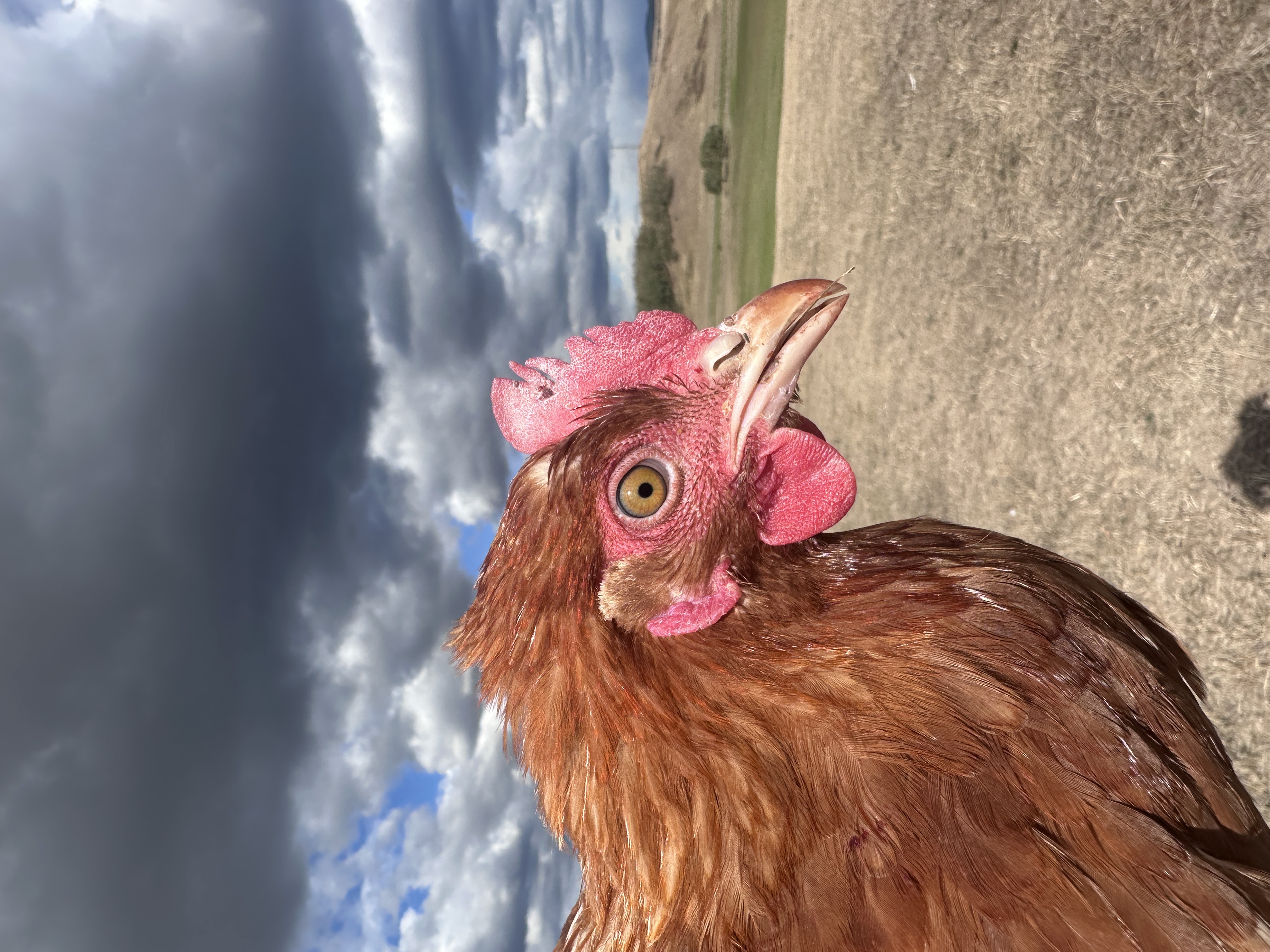 Photo of Tipike