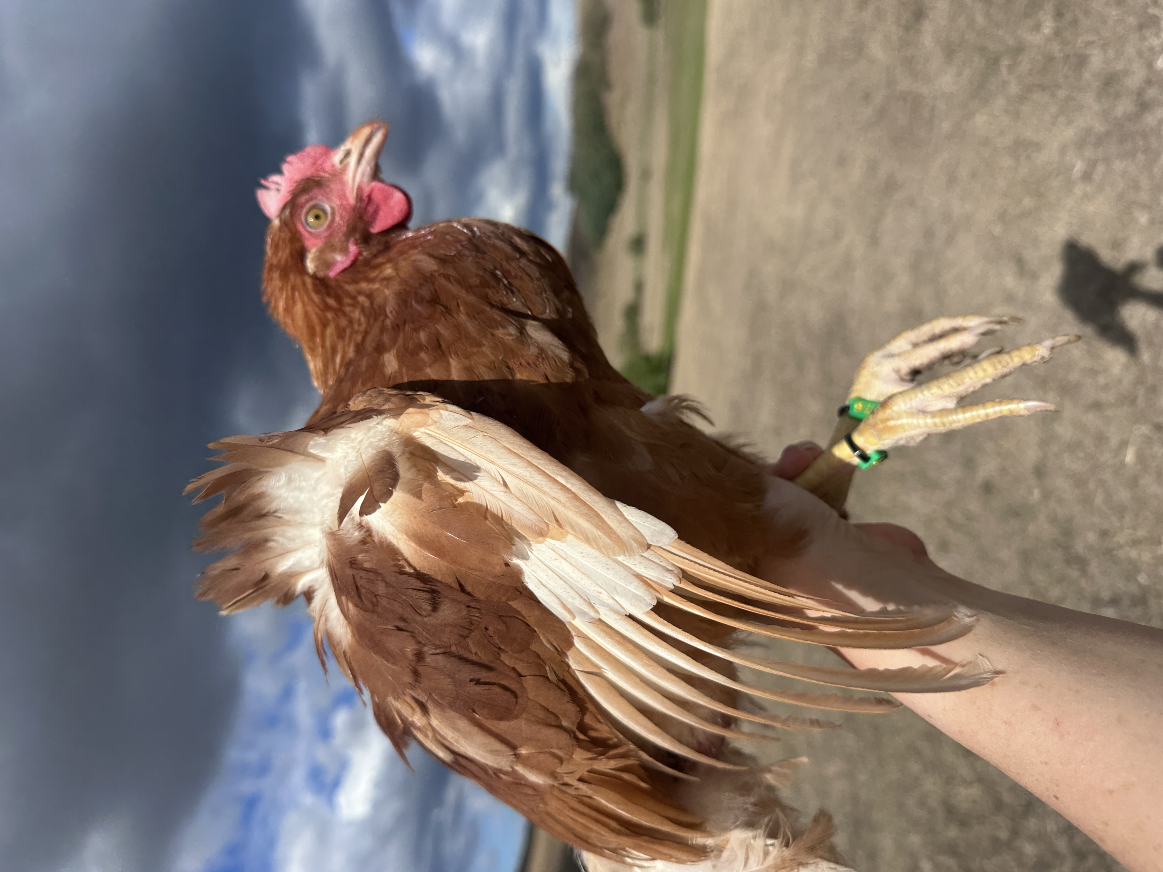 Photo of Tipike
