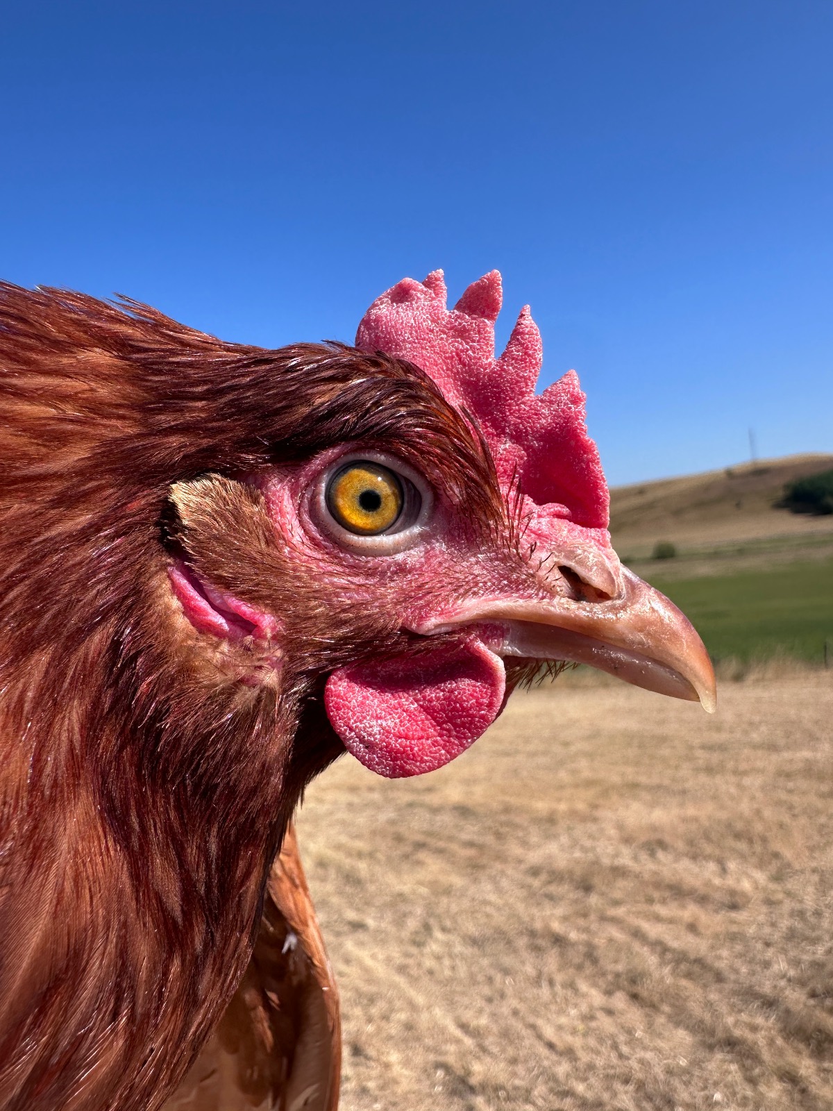 Béláné