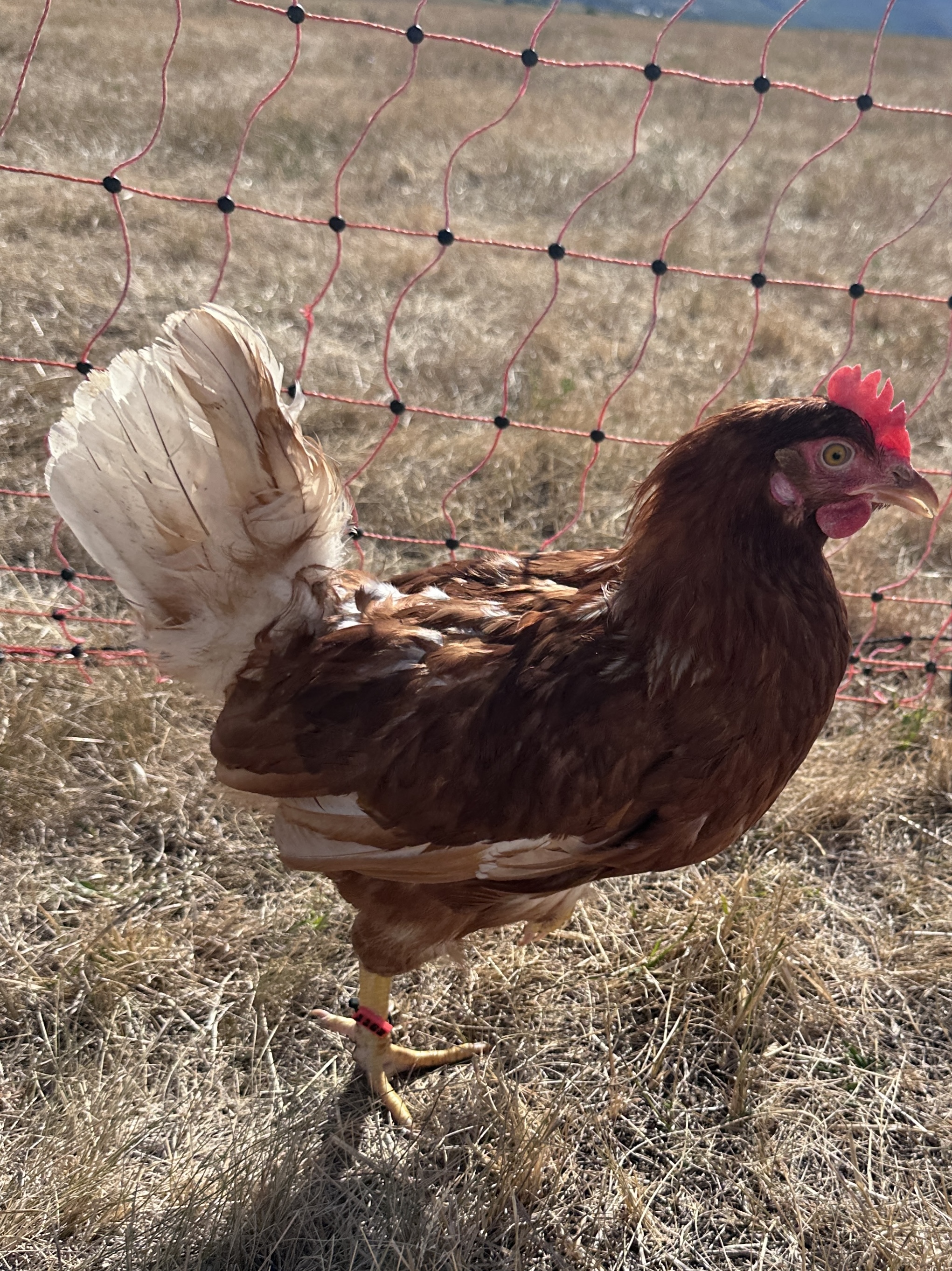 Photo of Béláné