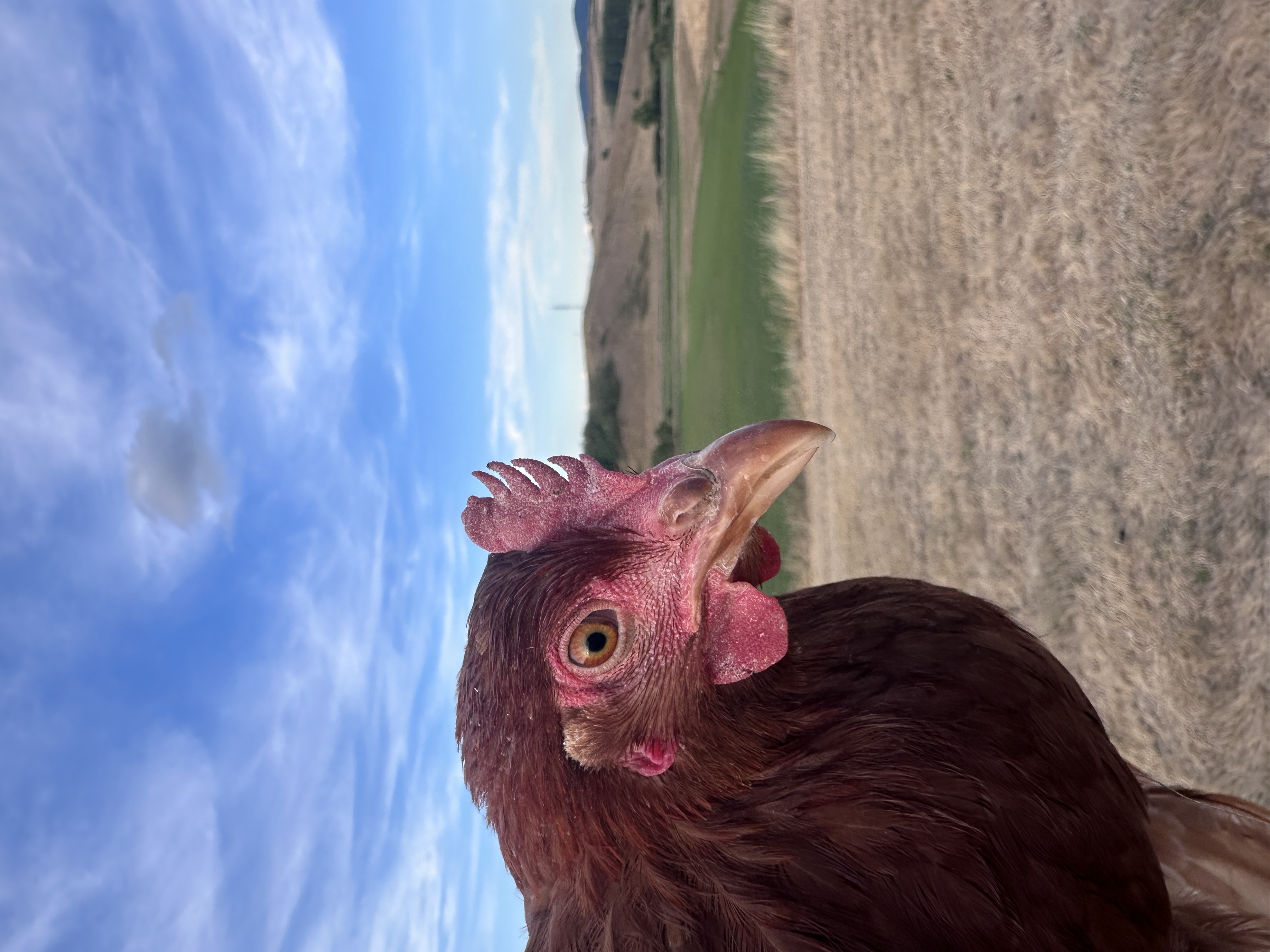 Photo of Dunyha