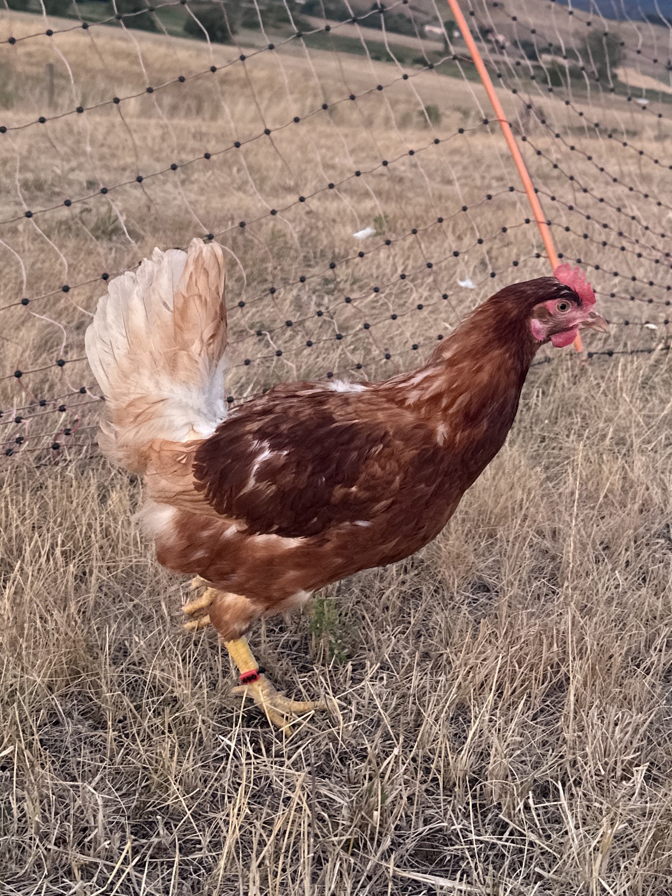 Photo of Kotkoda Lollobrigida