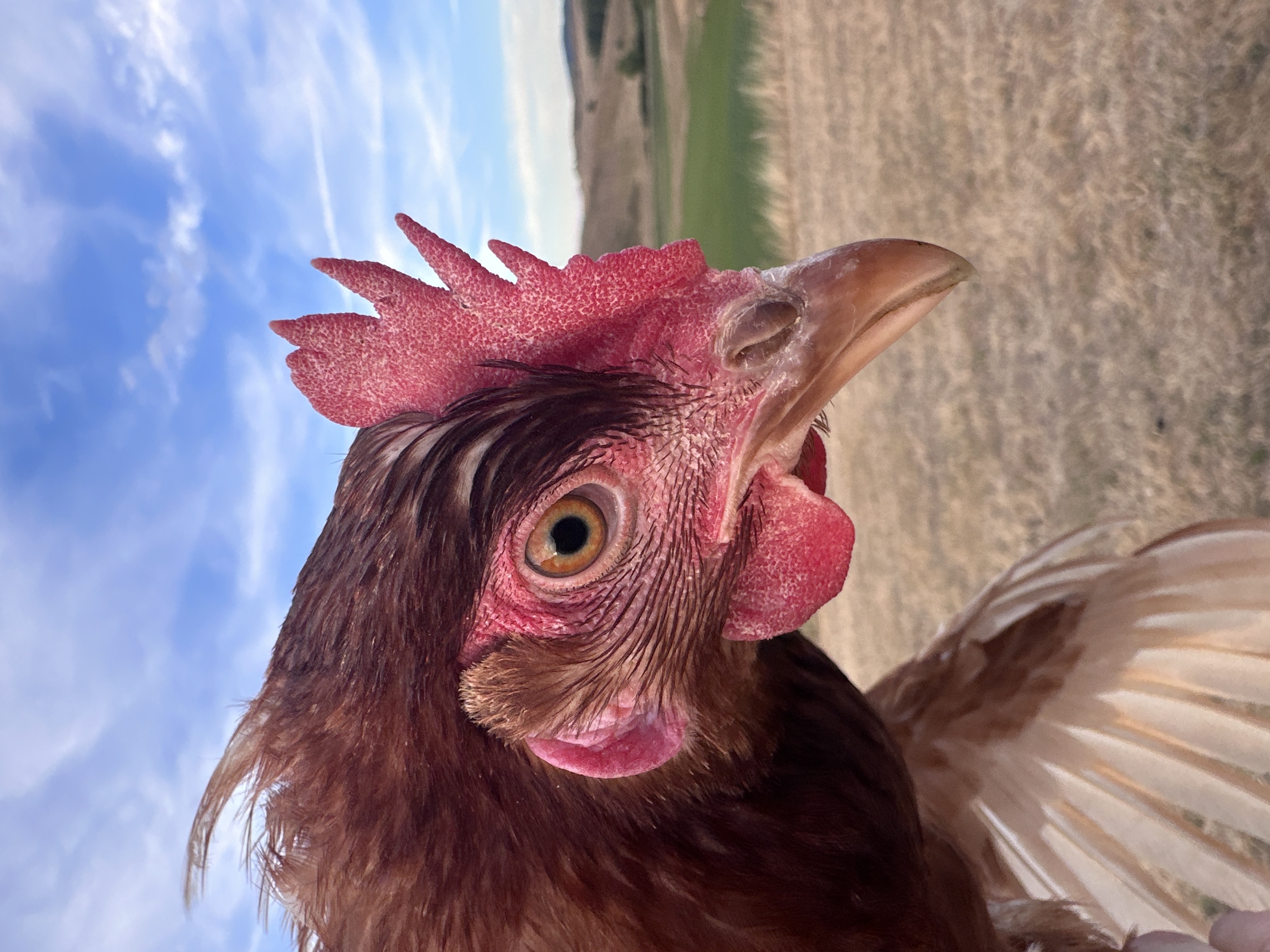 Photo of Kotkoda Lollobrigida