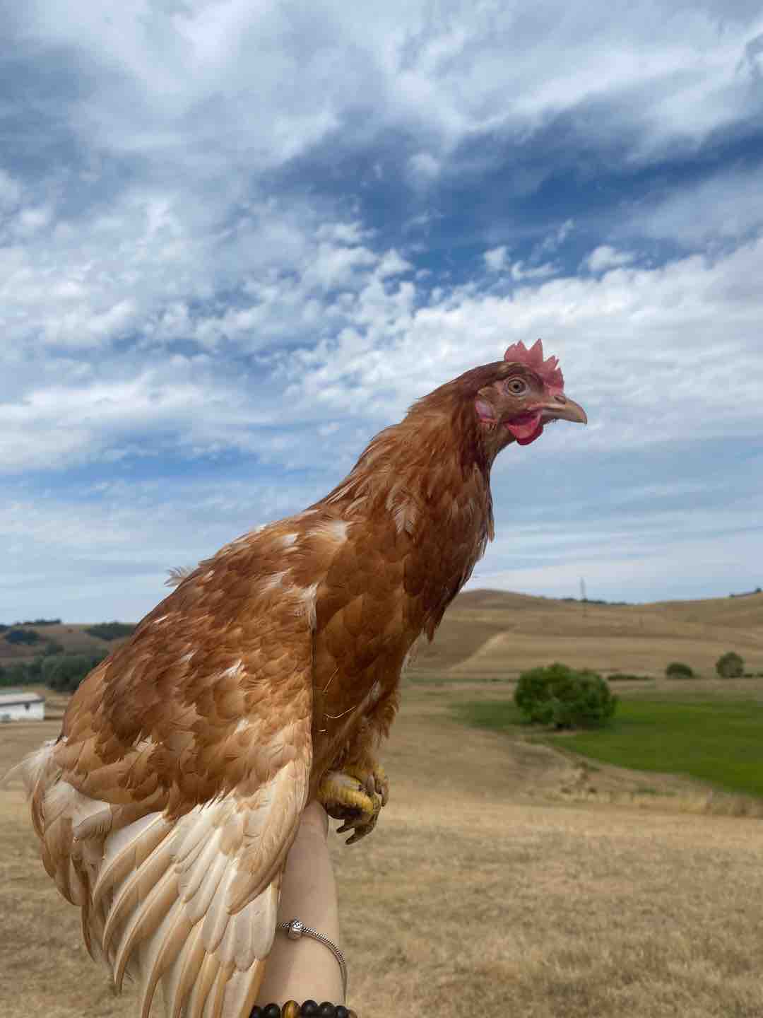 Photo of Mignon