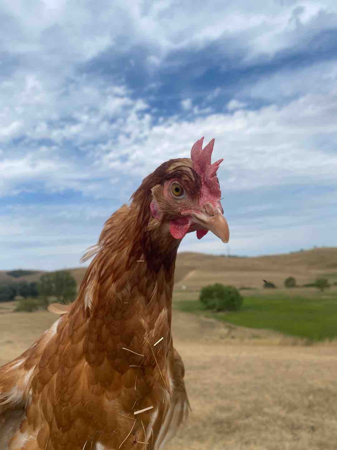 Photo of Mignon