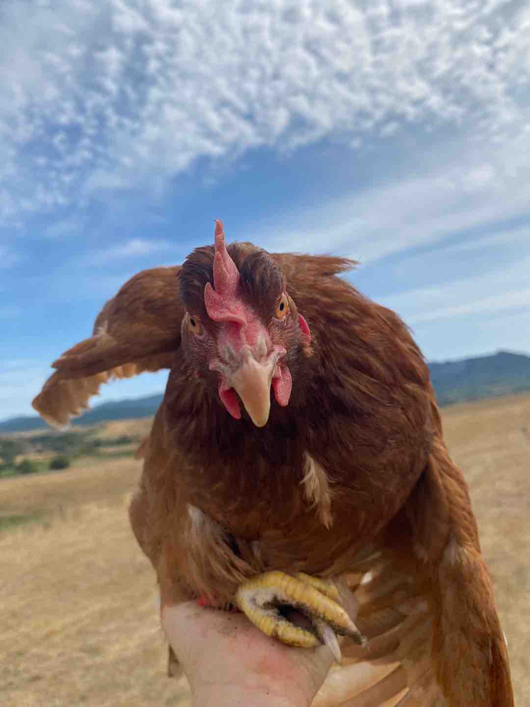 Photo of Lady Eggs