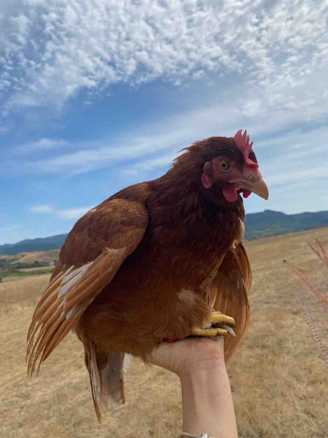 Photo of Lady Eggs