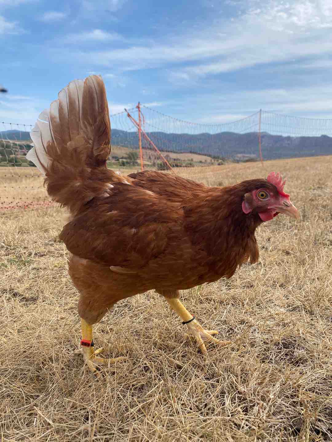 Photo of Lady Eggs
