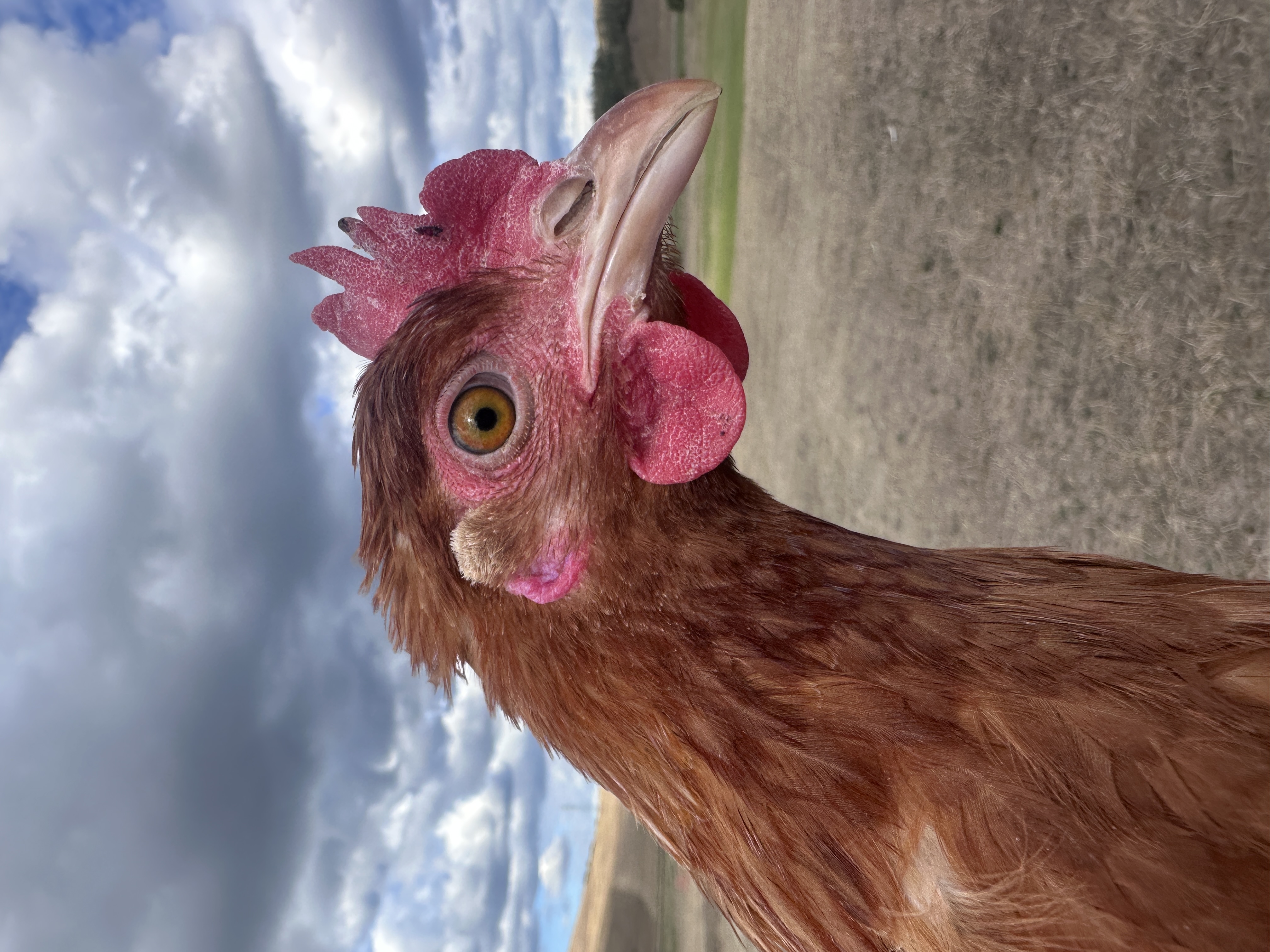 Photo of CsibiPufi