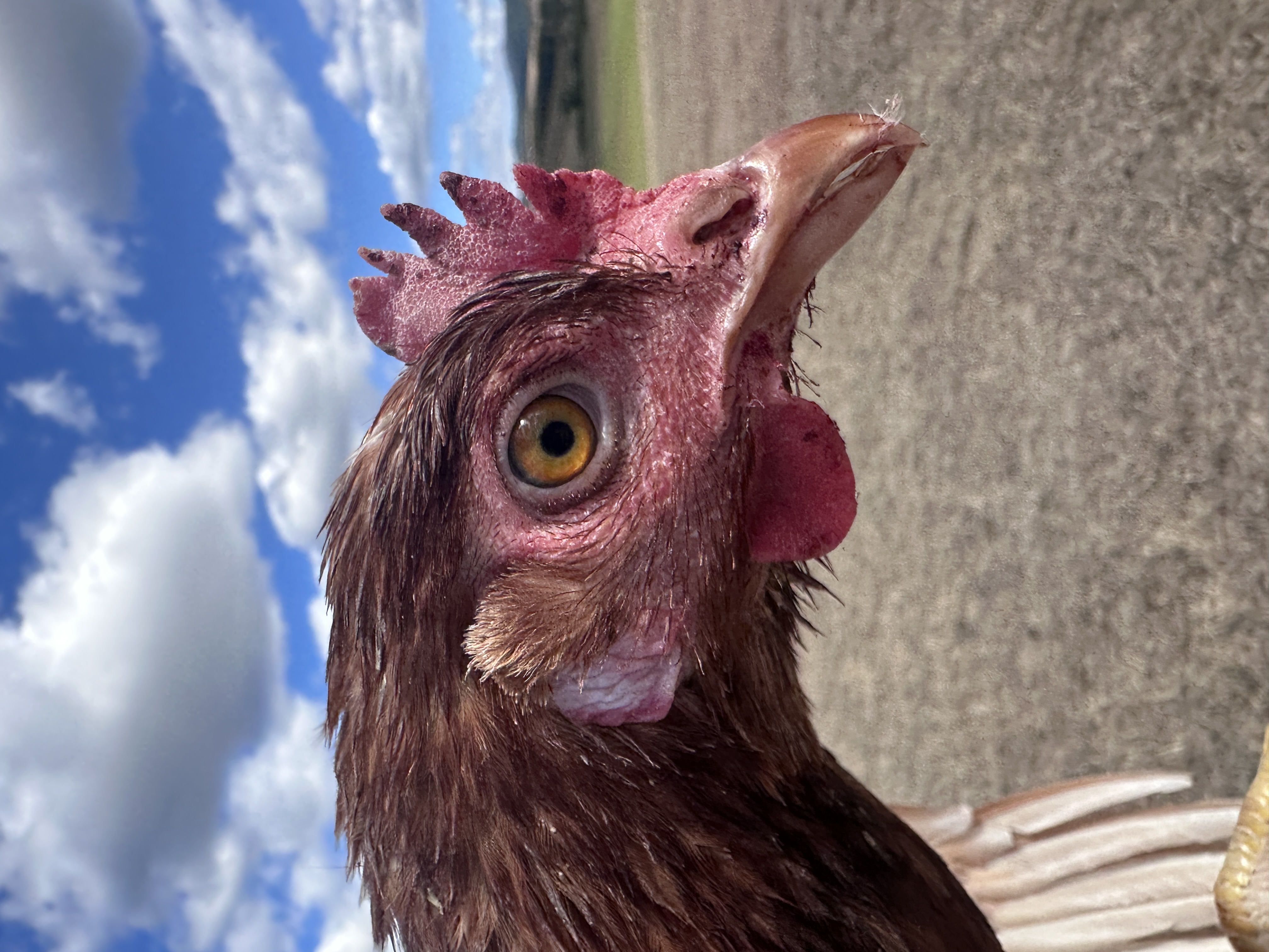 Photo of Pufi