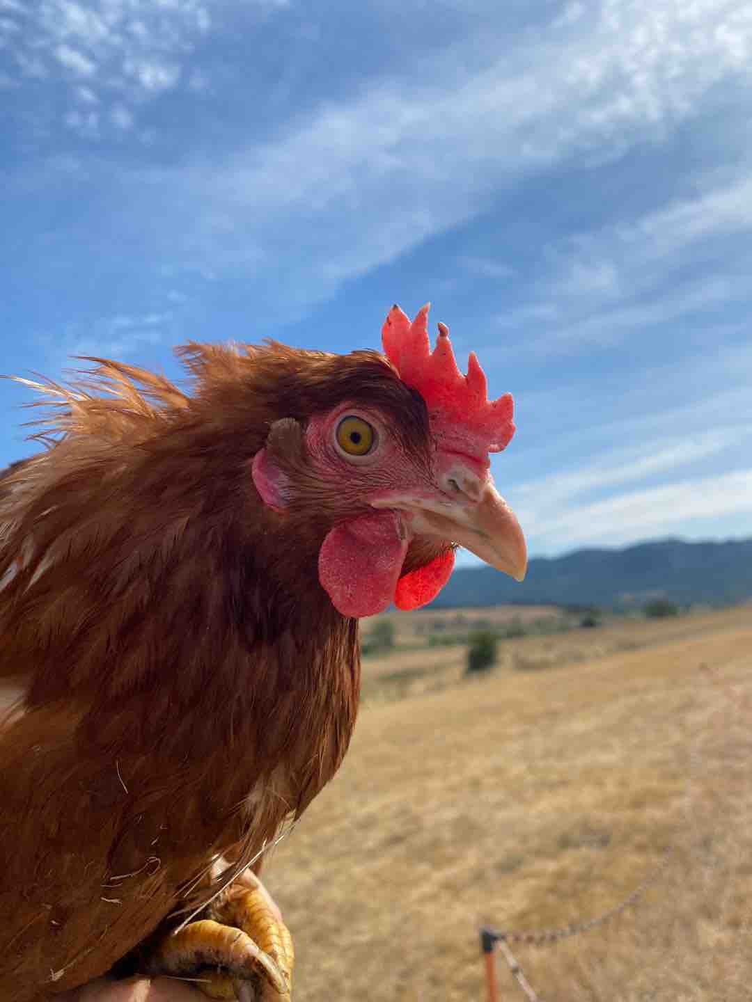 Photo of Hilda