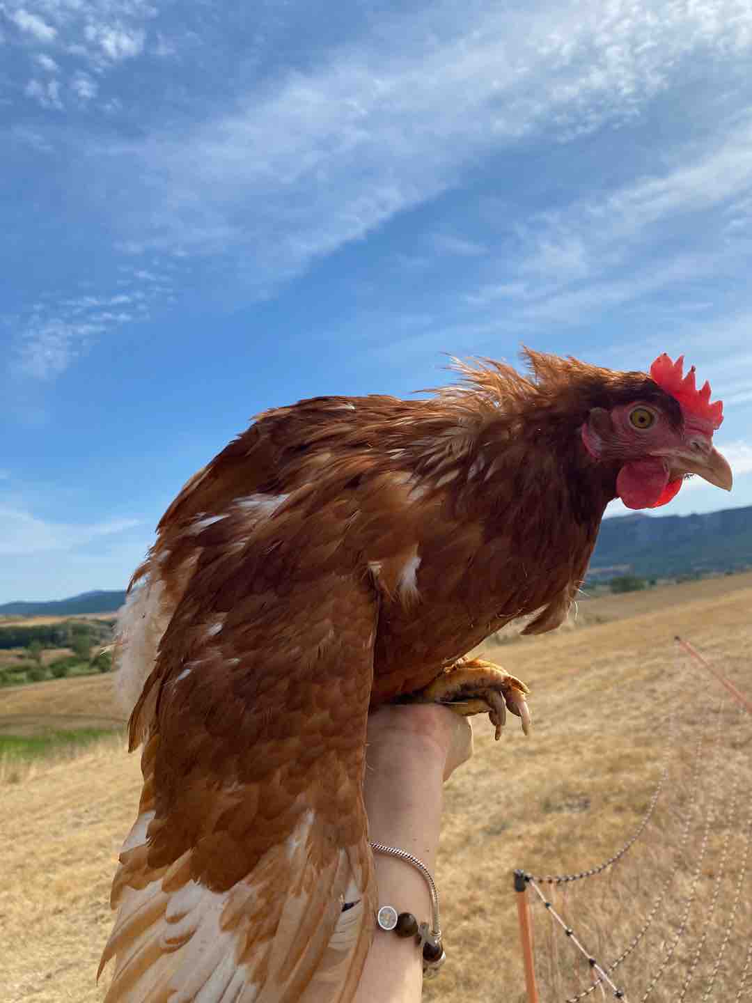 Photo of Hilda