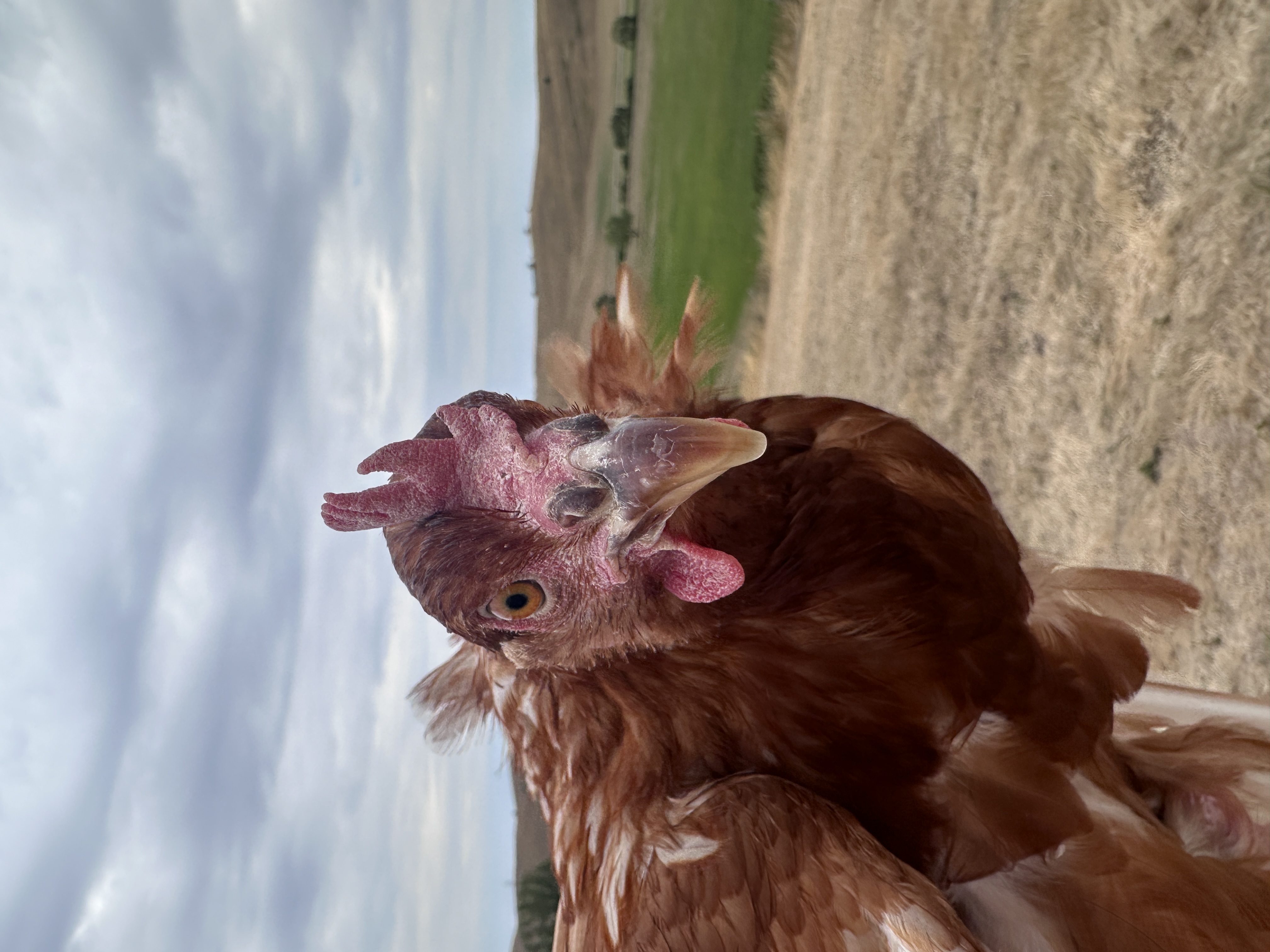 Photo of Ilonka