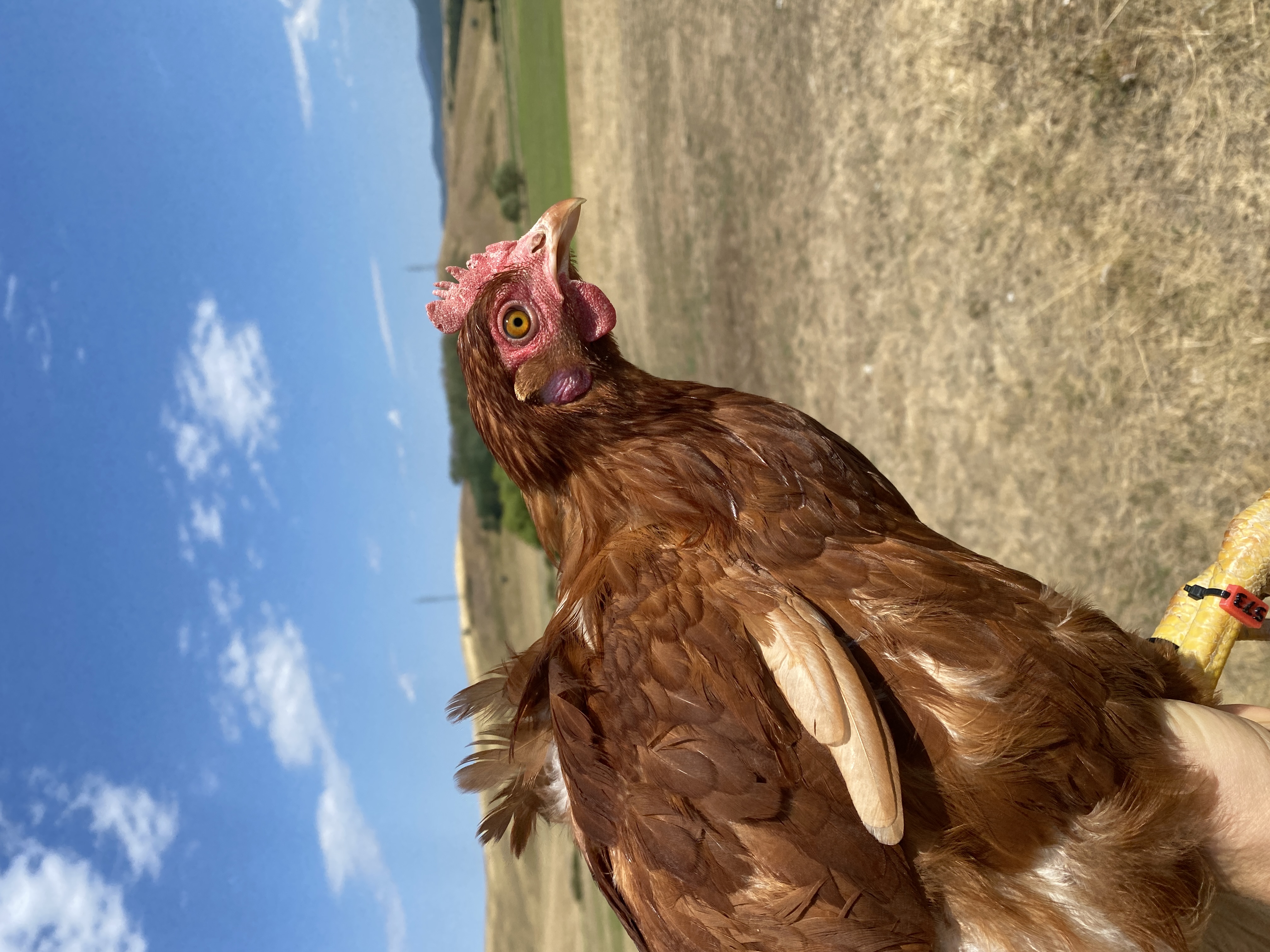 Photo of Nokedli