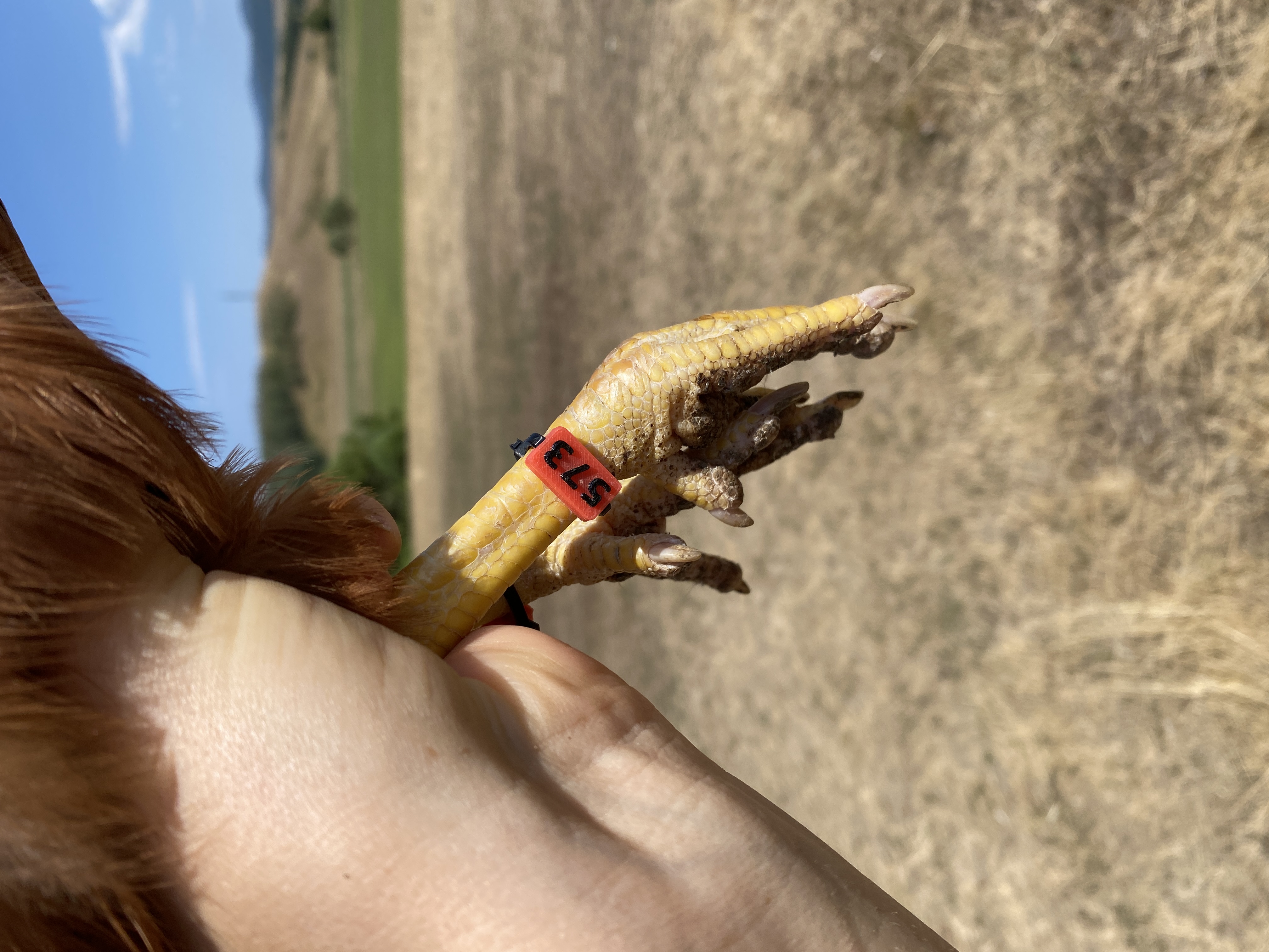 Photo of Nokedli