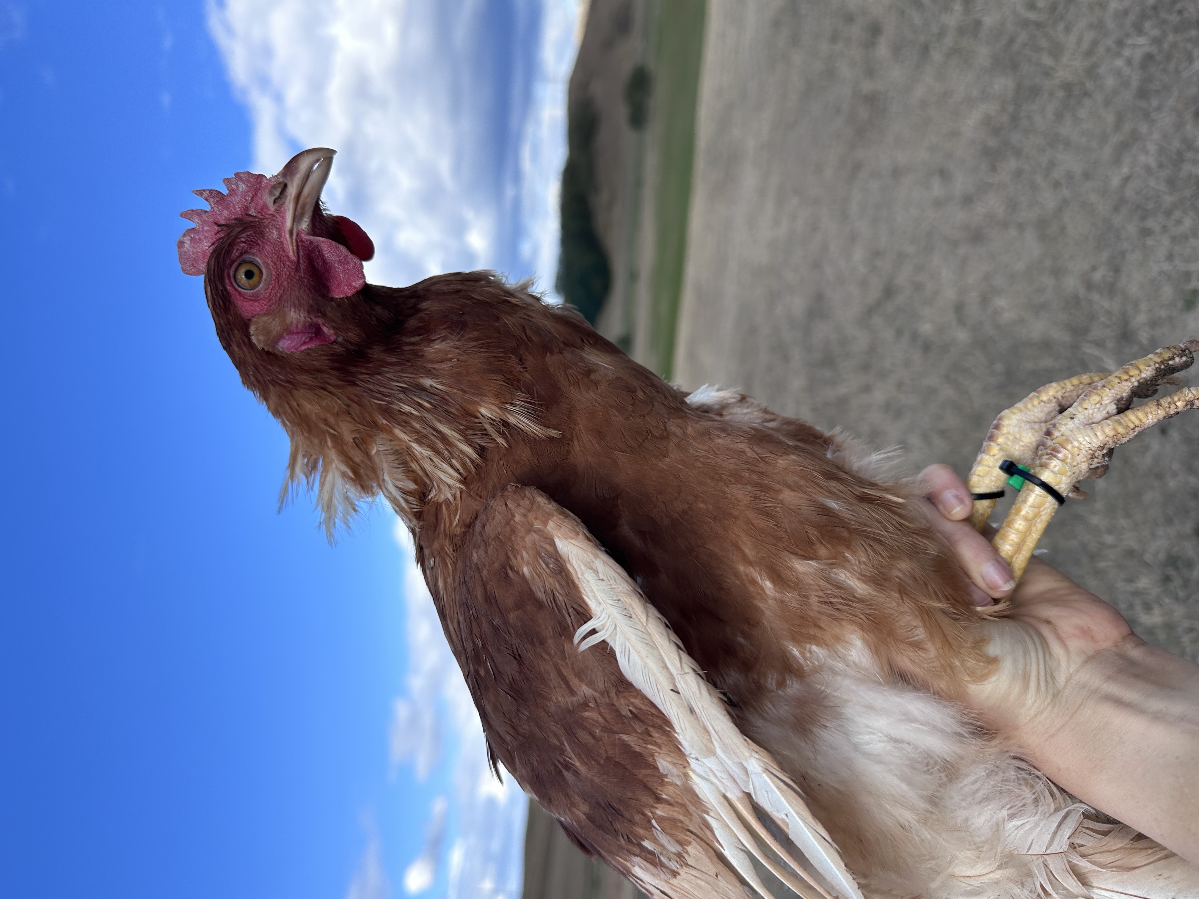 Photo of Tofuka