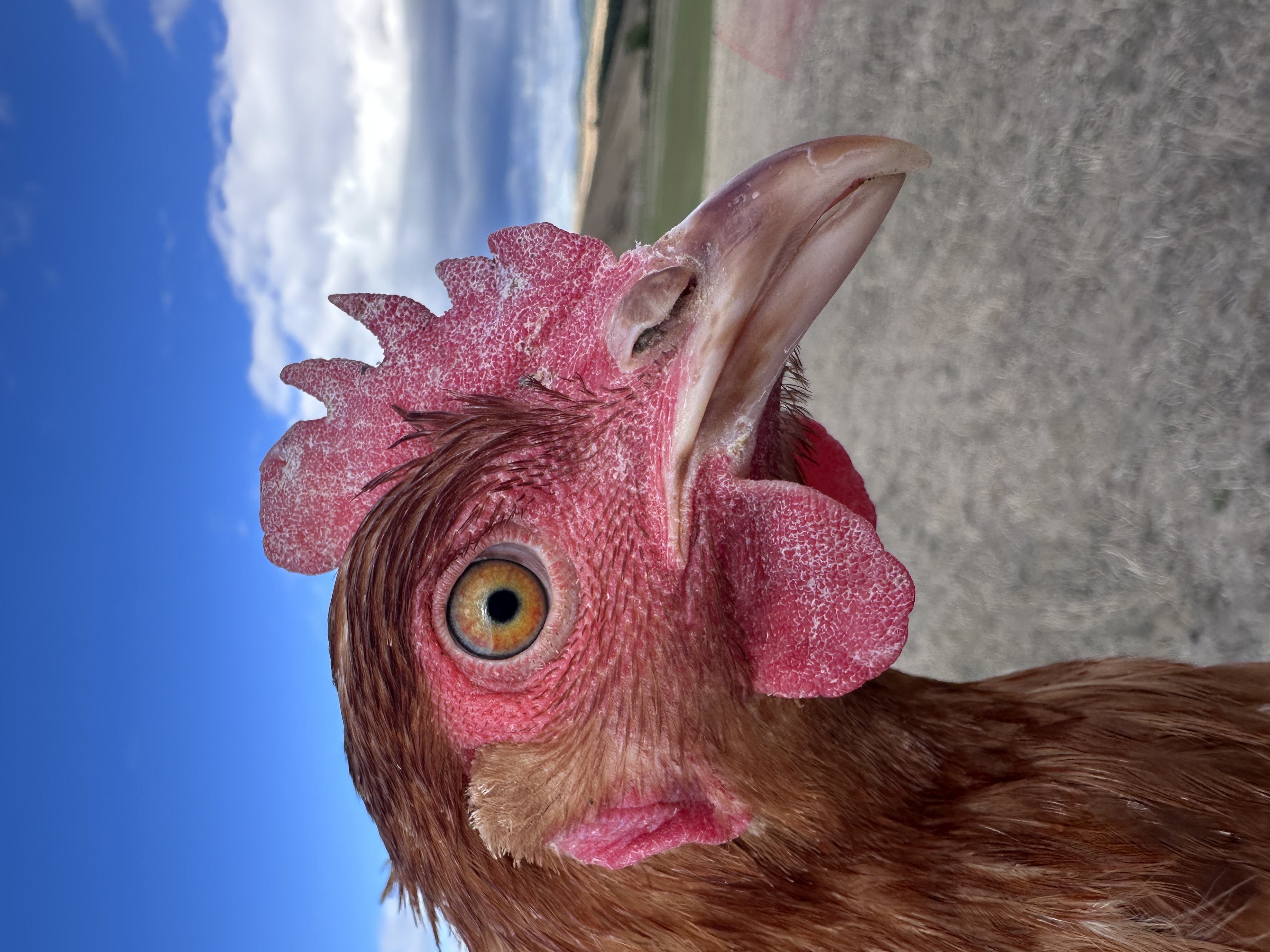 Photo of Tofuka