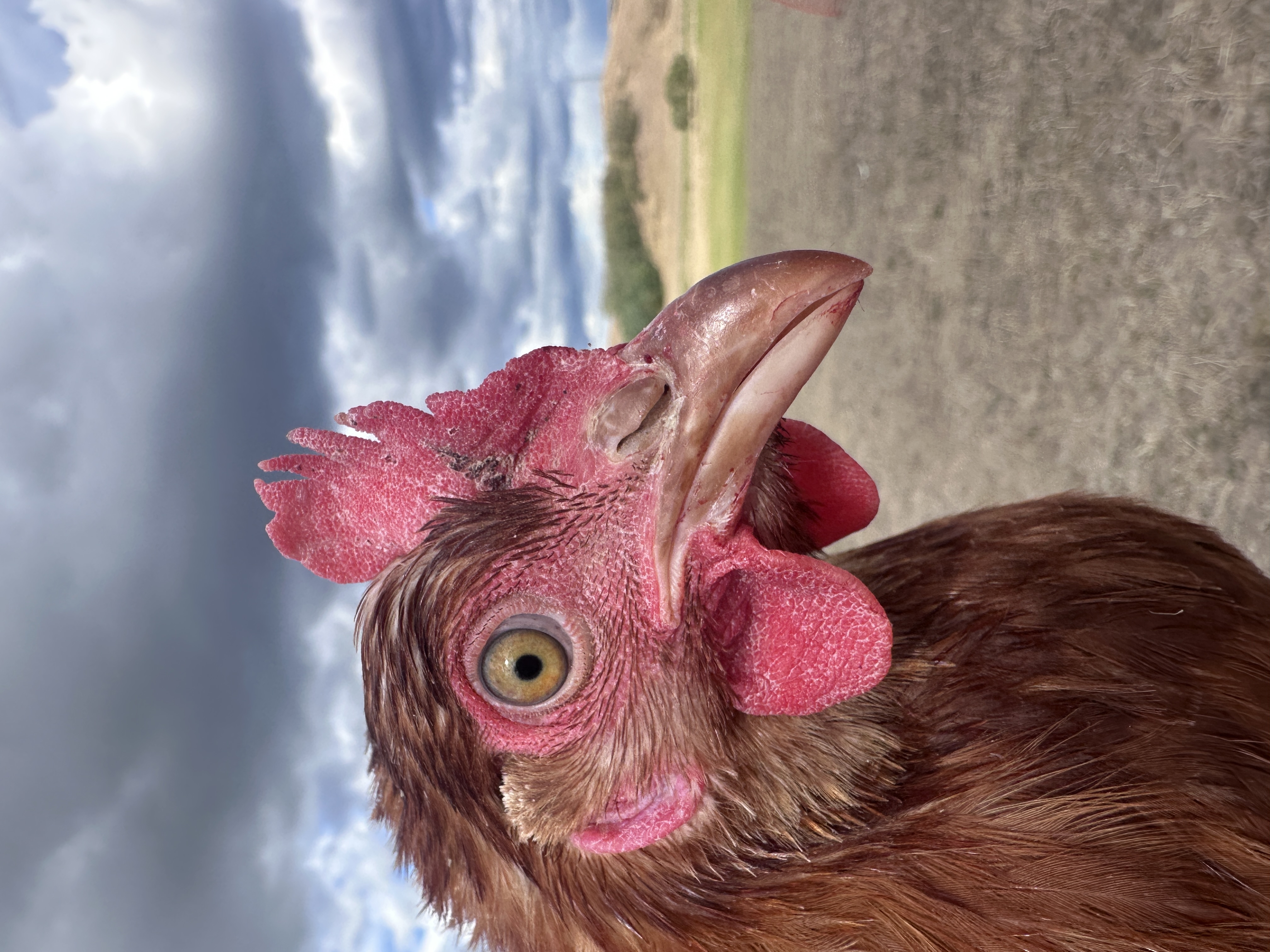 Photo of Meggytorta