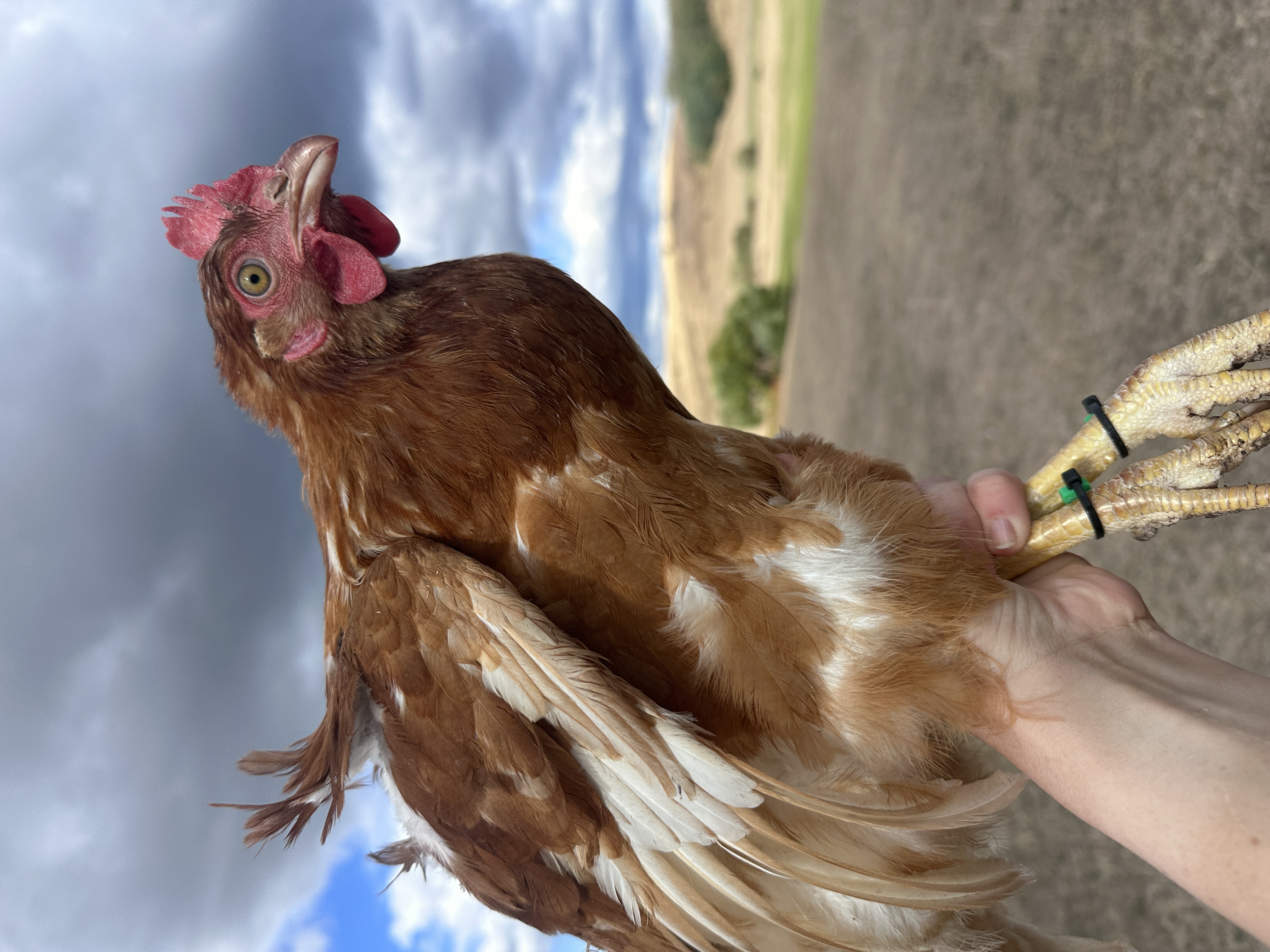 Photo of Meggytorta