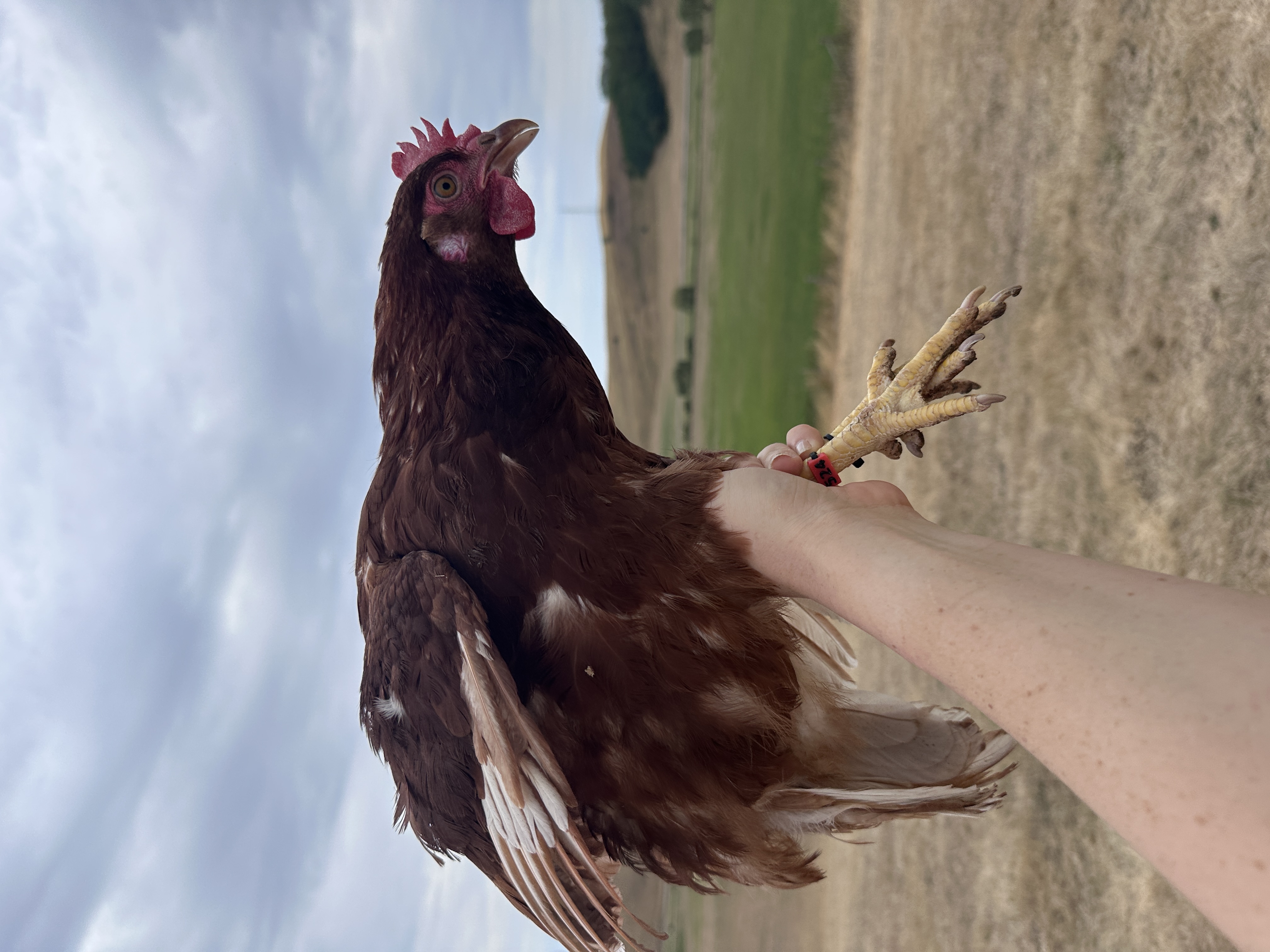 Fotó róla: Rosaline Pinkerton (Rozi)