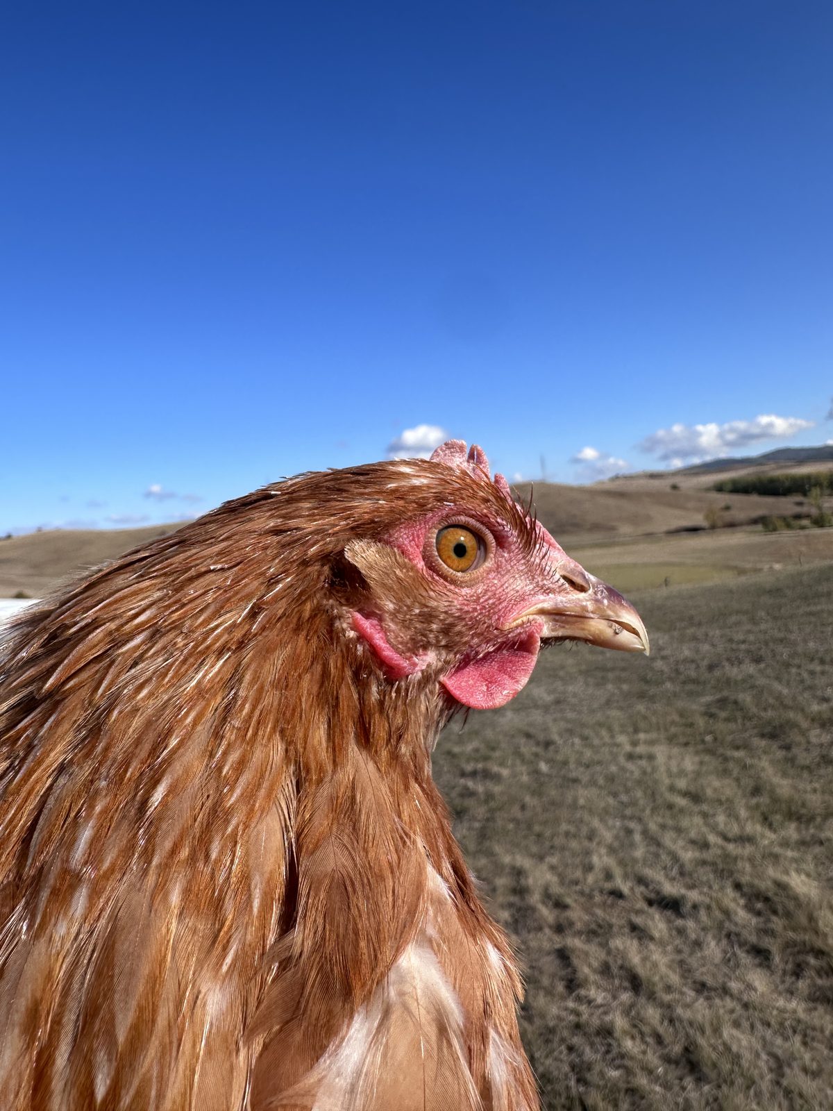 Ödön