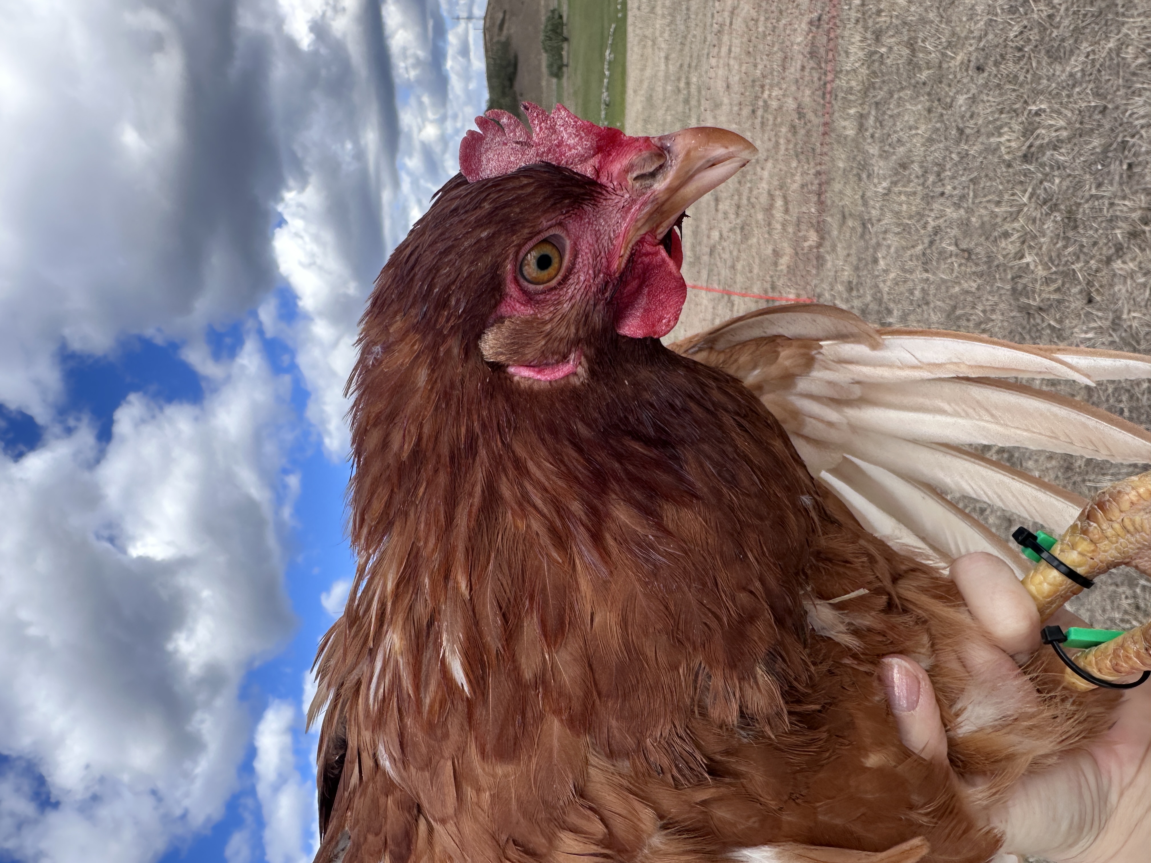 Photo of Kéményseprő Klára